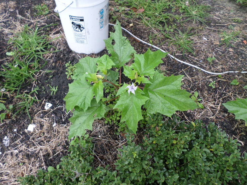 Mystery plant.JPG