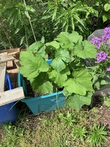 mystery squash or melon 2023.jpg