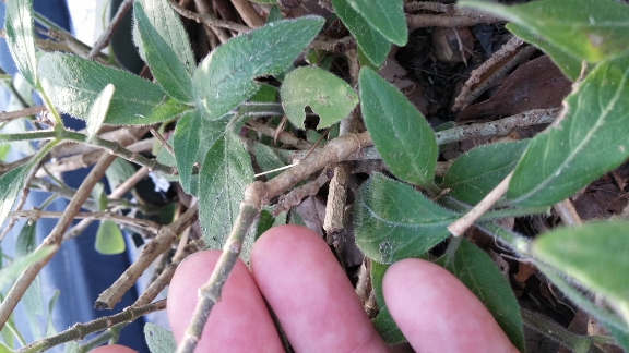 mystery-stem.jpg