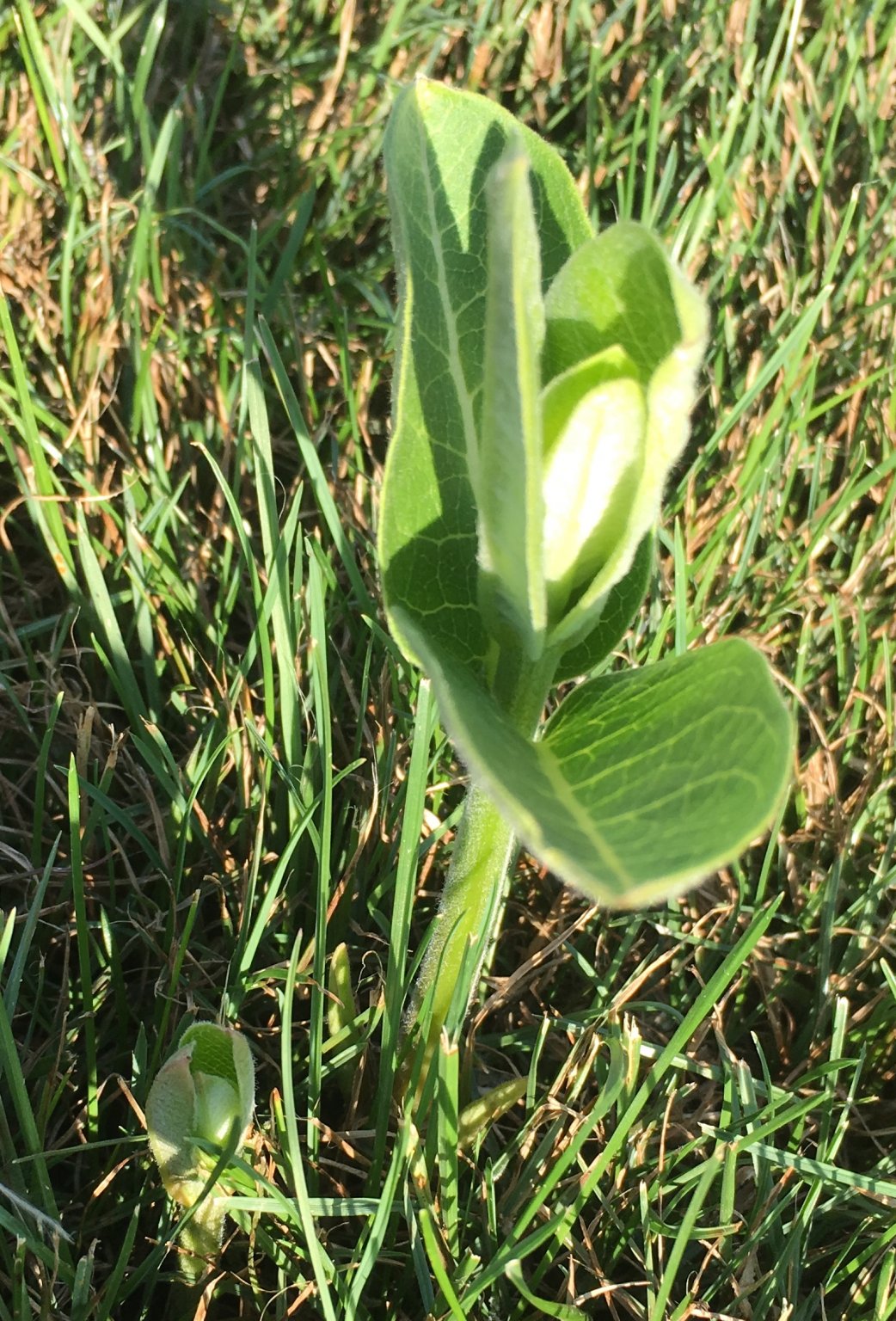 MysteryPlant.jpg