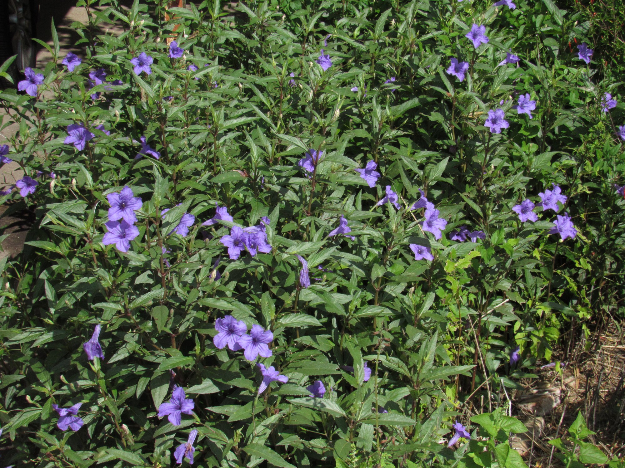 Native Ruellia.jpg