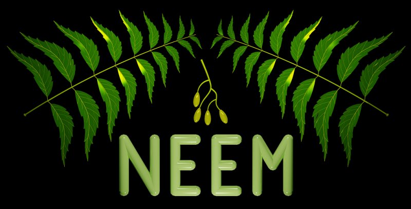 Neem.jpg