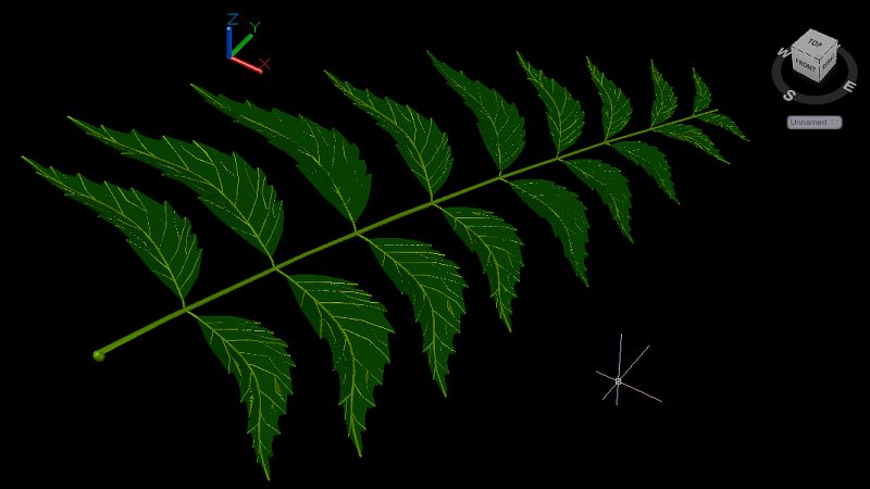 Neem leaf 3.jpg