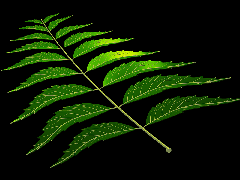 Neem leaf 4.jpg