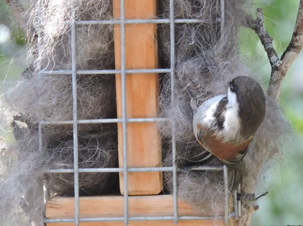 nest.jpg