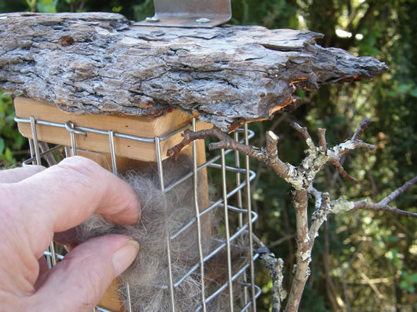nest1.jpg