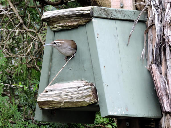 nestbox.jpg