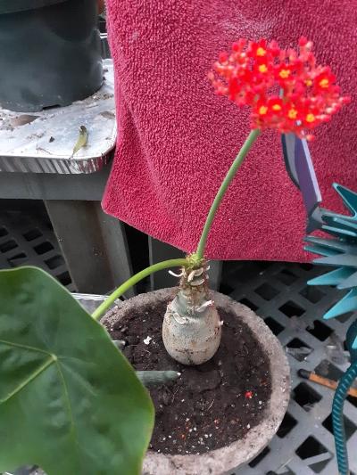 new bloom.jpg