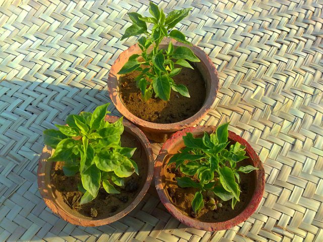 New Chili plant 1.jpg