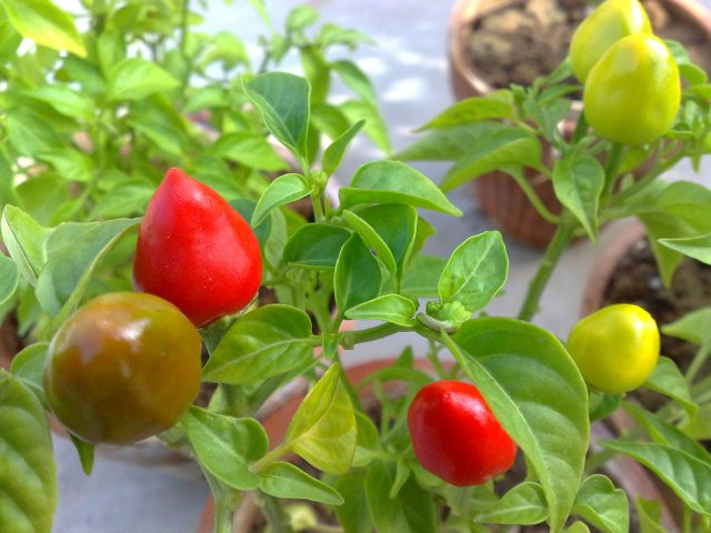 New Chili plant 2.jpg
