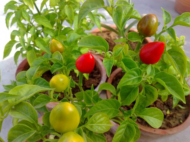 New Chili plant 3.jpg