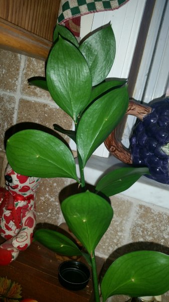 new flower1.jpg