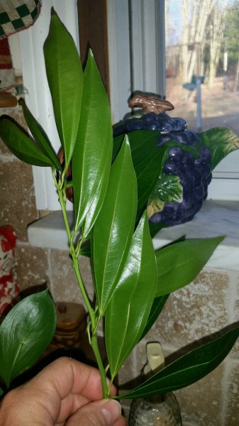 new flower2.jpg
