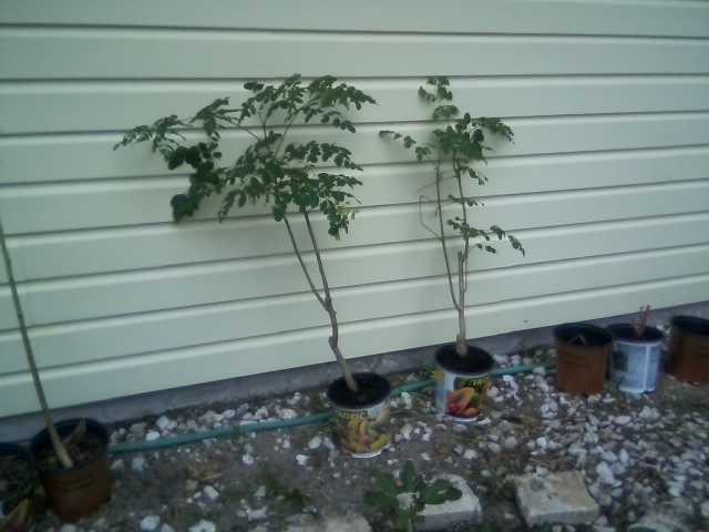 New Moringa trees 10-21-15 2xx.jpg