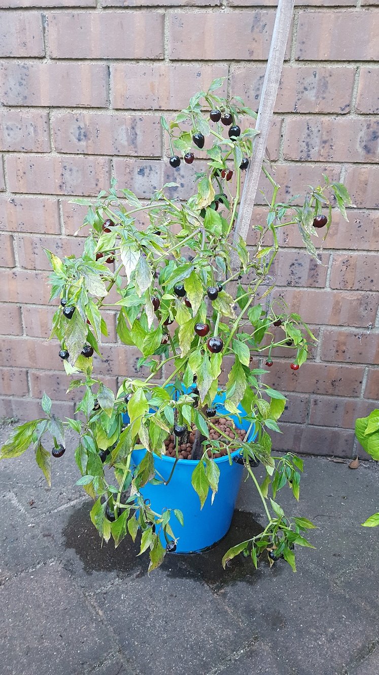 new plant.jpg