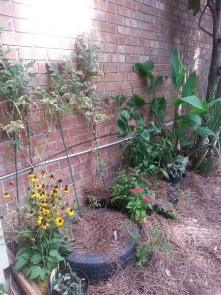 New use for old tires (tomato & pepper planters) 8-14-16.jpg