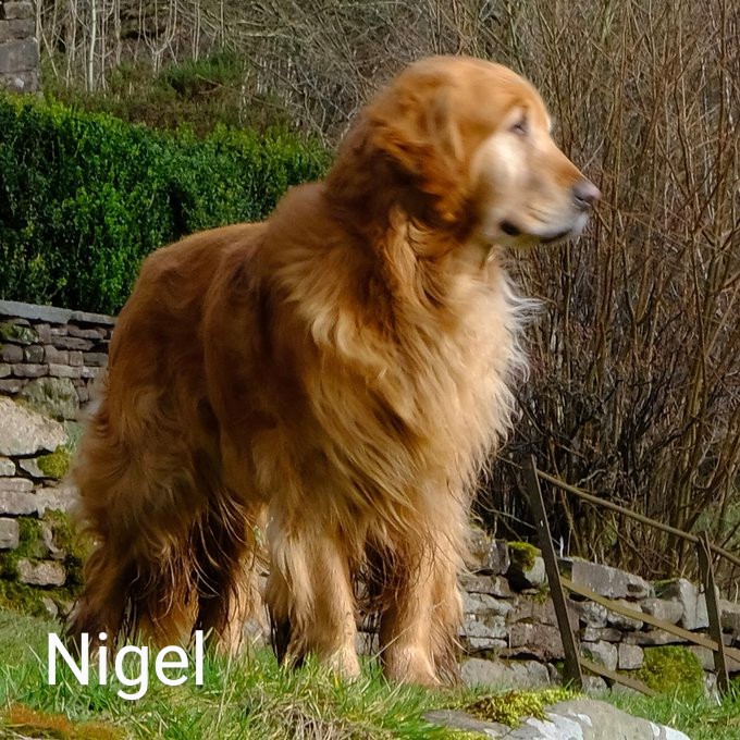 Nigel~3.jpg