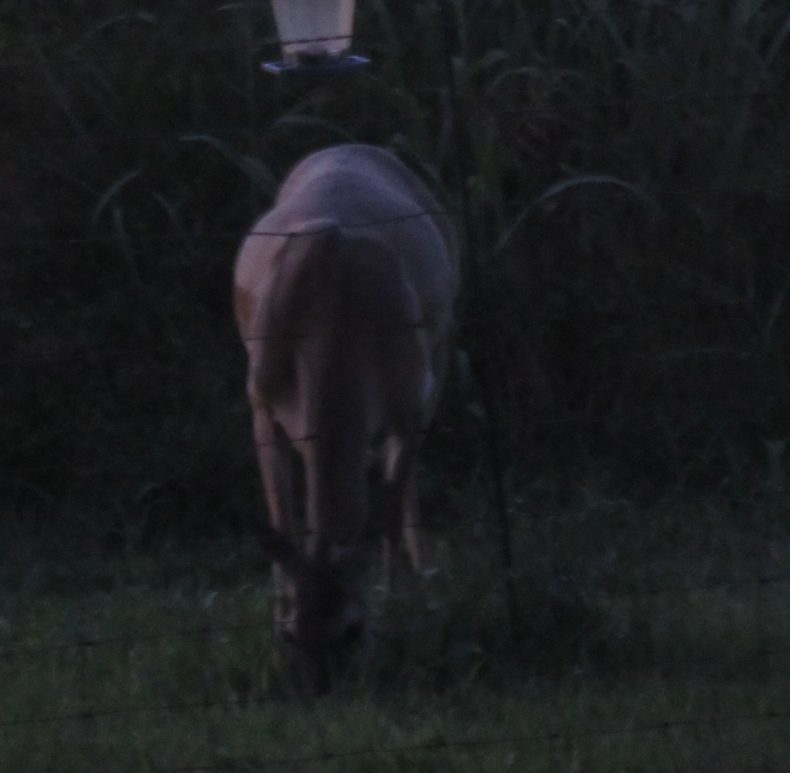 nighttime deer.jpg