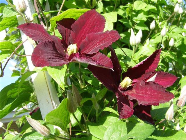 Niobi clematis (Small).JPG