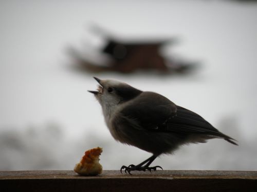 Nom nom nom.jpg
