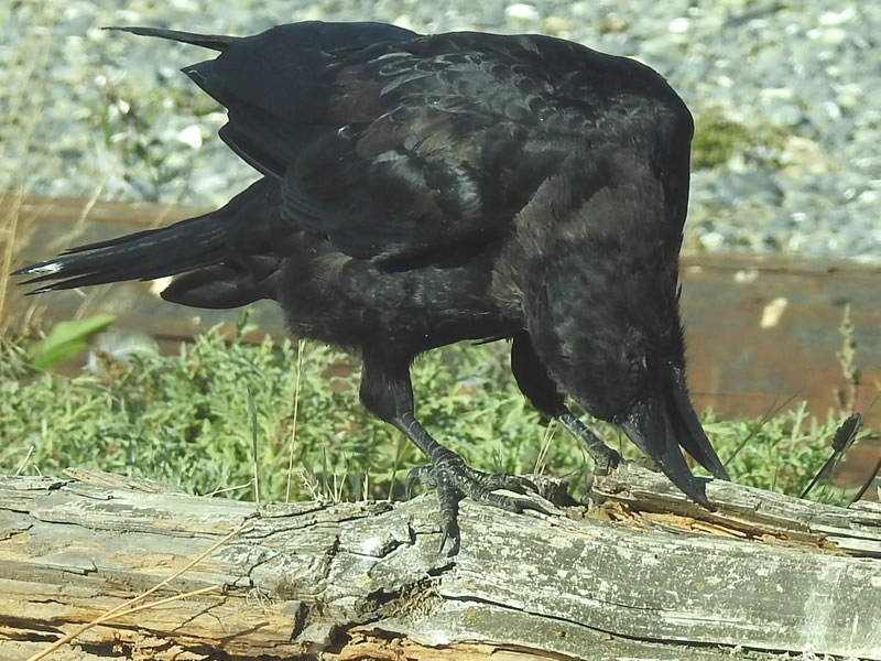 Northweastern Crow intelligence.jpg