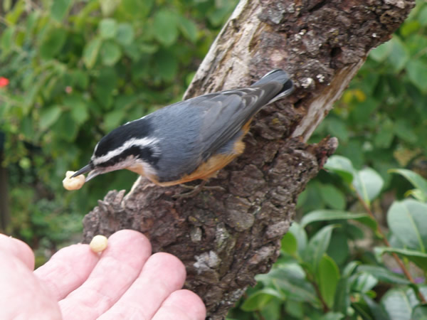 nuthatch hand z.JPG