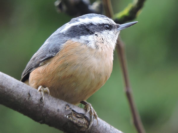nuthatch.jpg