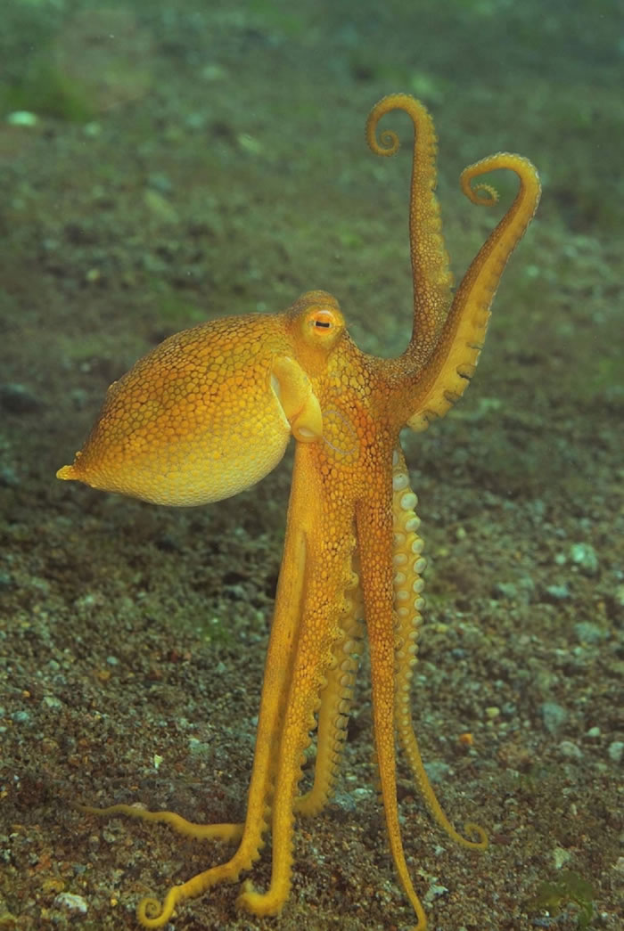 octo.jpg