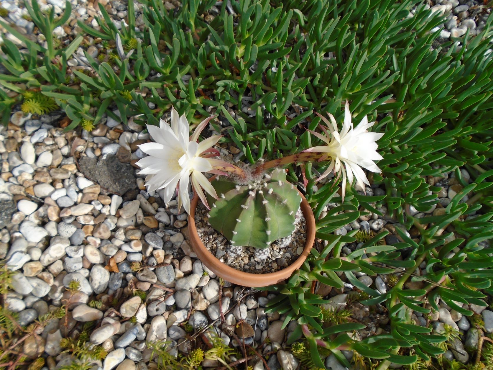 October Echinopsis a.JPG