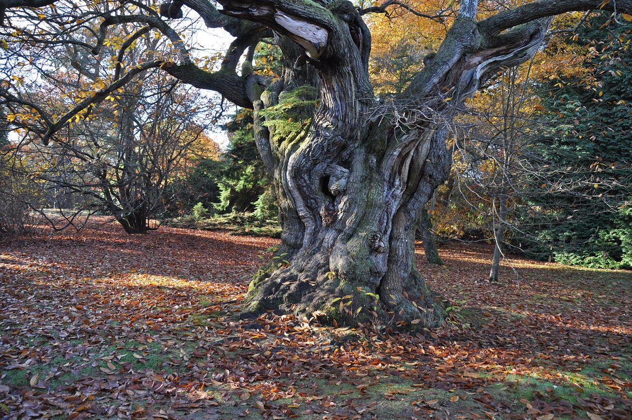 Old tree in Sheffield Park.jpg