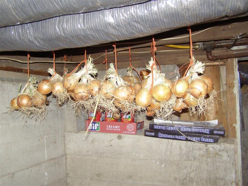 onions 001 (Medium).JPG