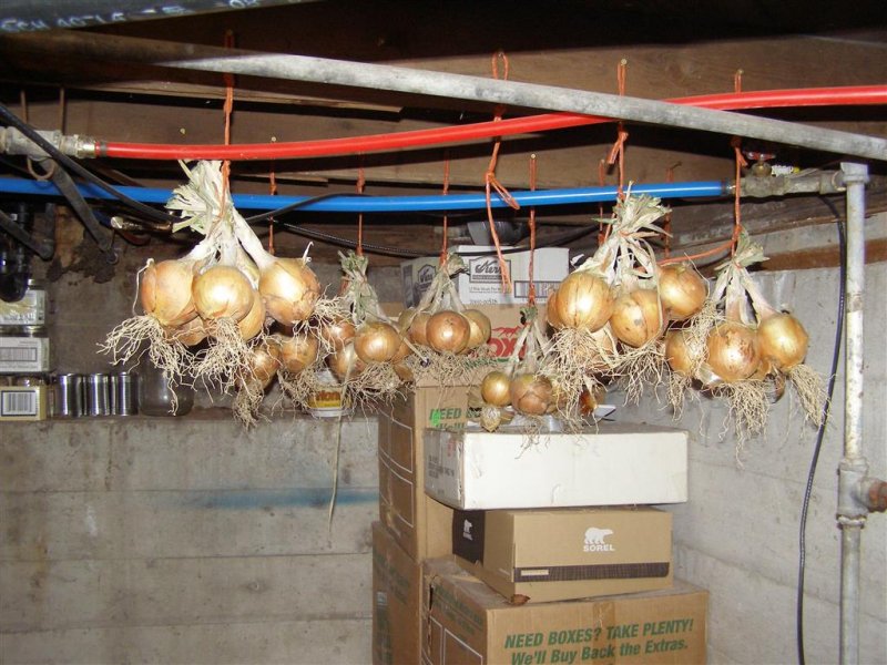 onions 002 (Medium).JPG