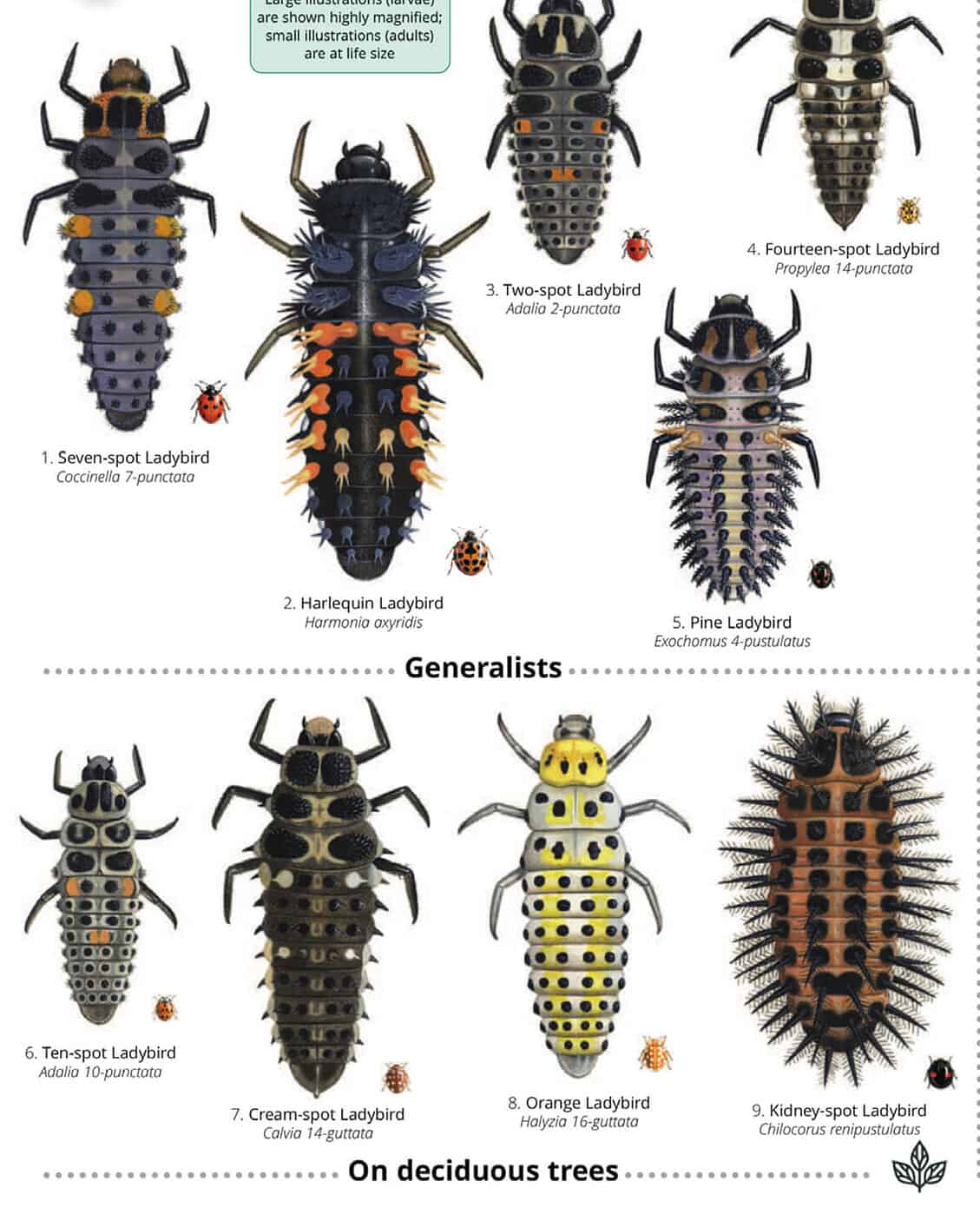 OP152-Ladybird-larvae-1130x1600.jpg