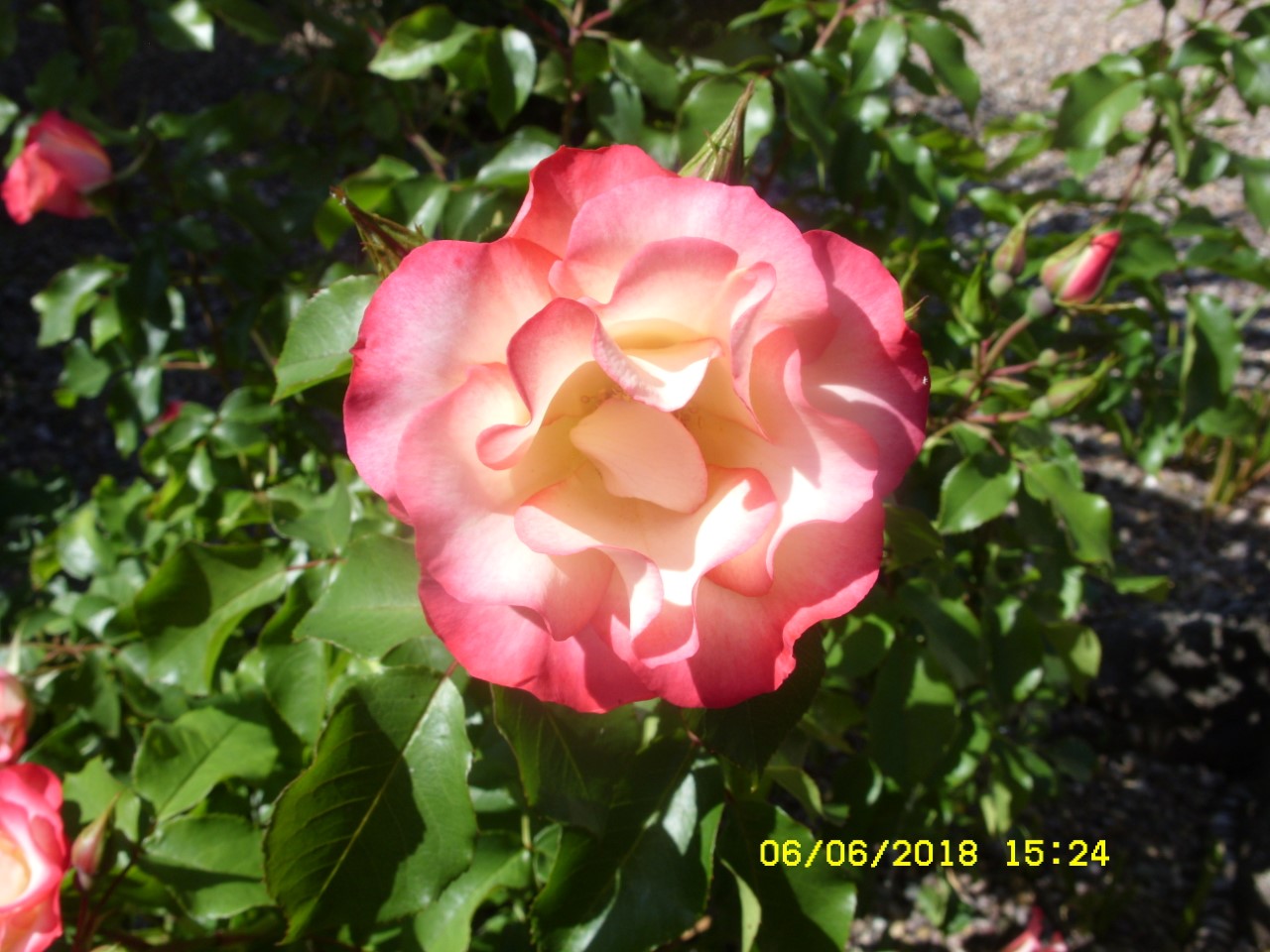 open rose.jpg
