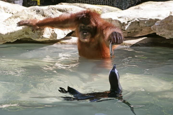 orang.jpg