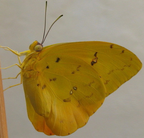 Orange-barred Sulphur.jpg