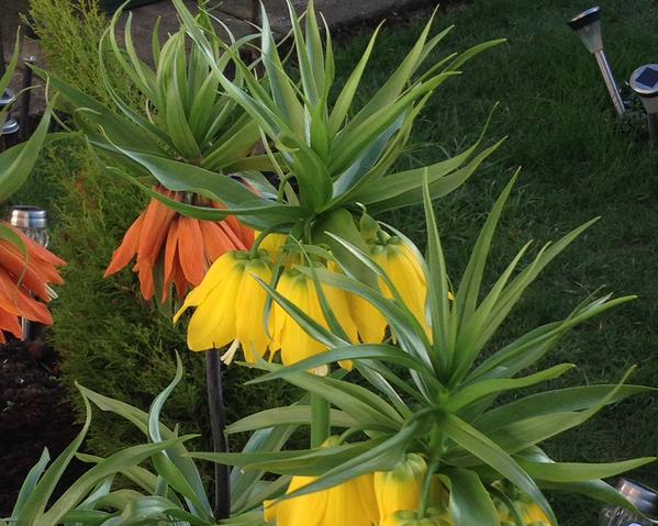 orangeandyellowfrits.jpg