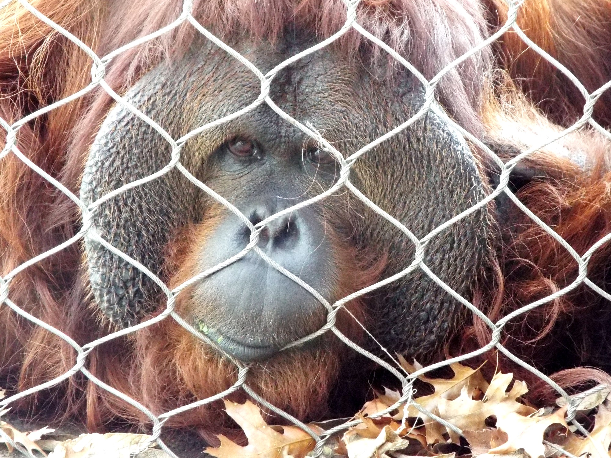 Orangutan-KJ 3.jpg