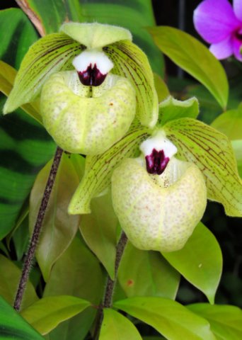 orchid357x500px.jpg