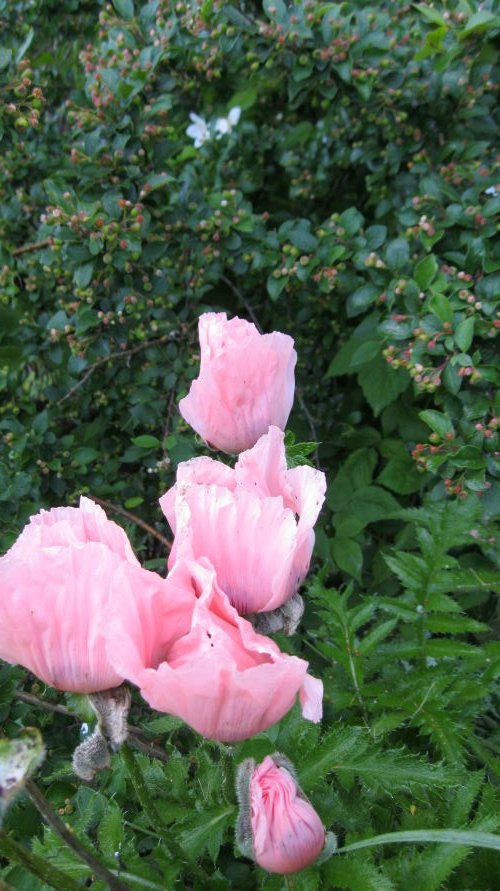 oriental poppies opening.JPG