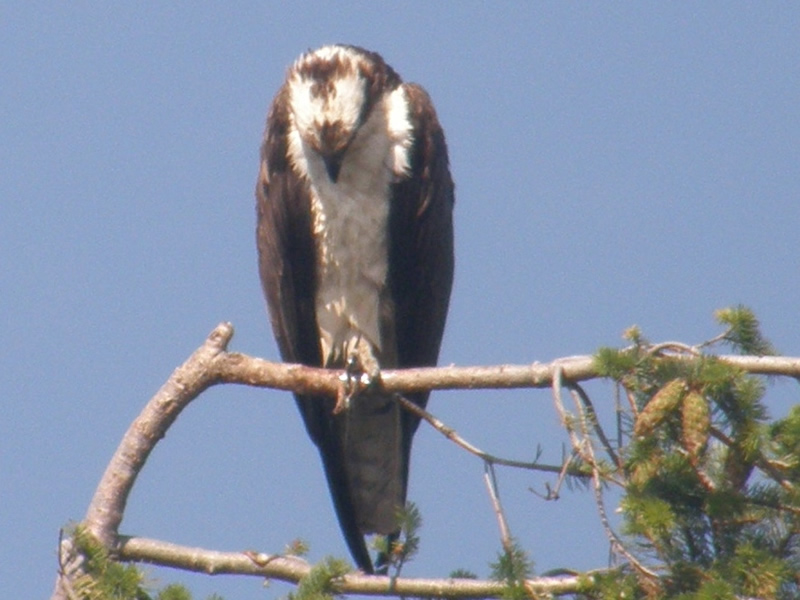 osprey.jpg