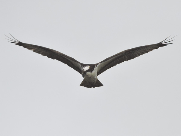 osprey.jpg