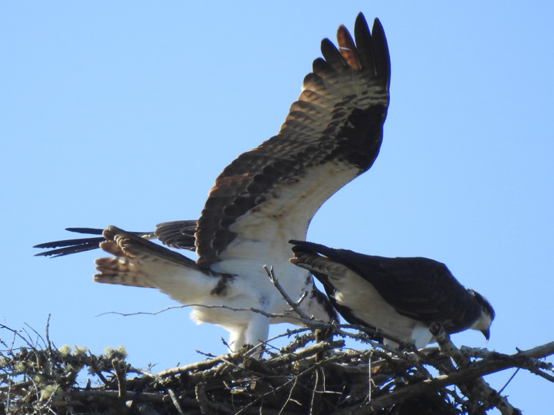 ospreys.jpg