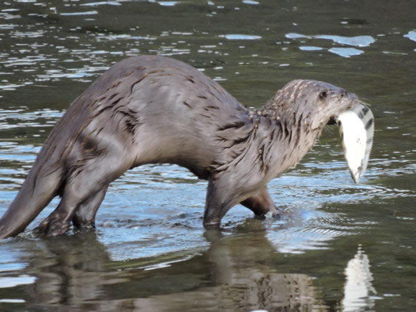 otter.jpg