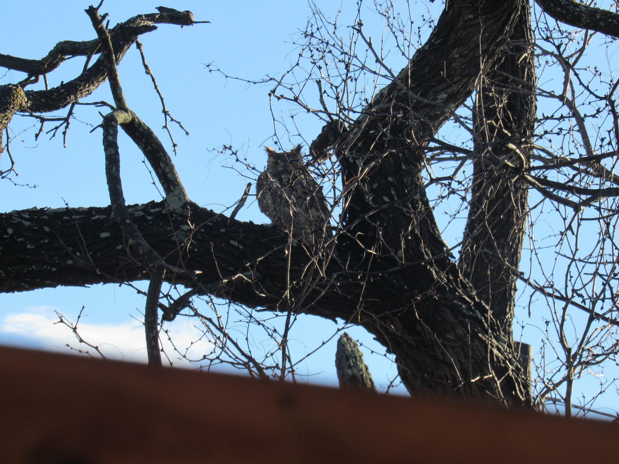owl in tree.jpg