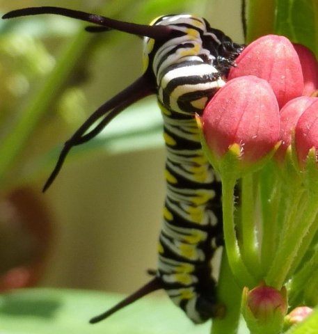 P1000676Queen Monarch Caterpillar.jpg