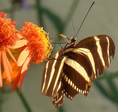 P1000854 Zebra Heliconian.jpg
