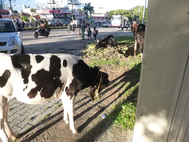 P1010761.jpg