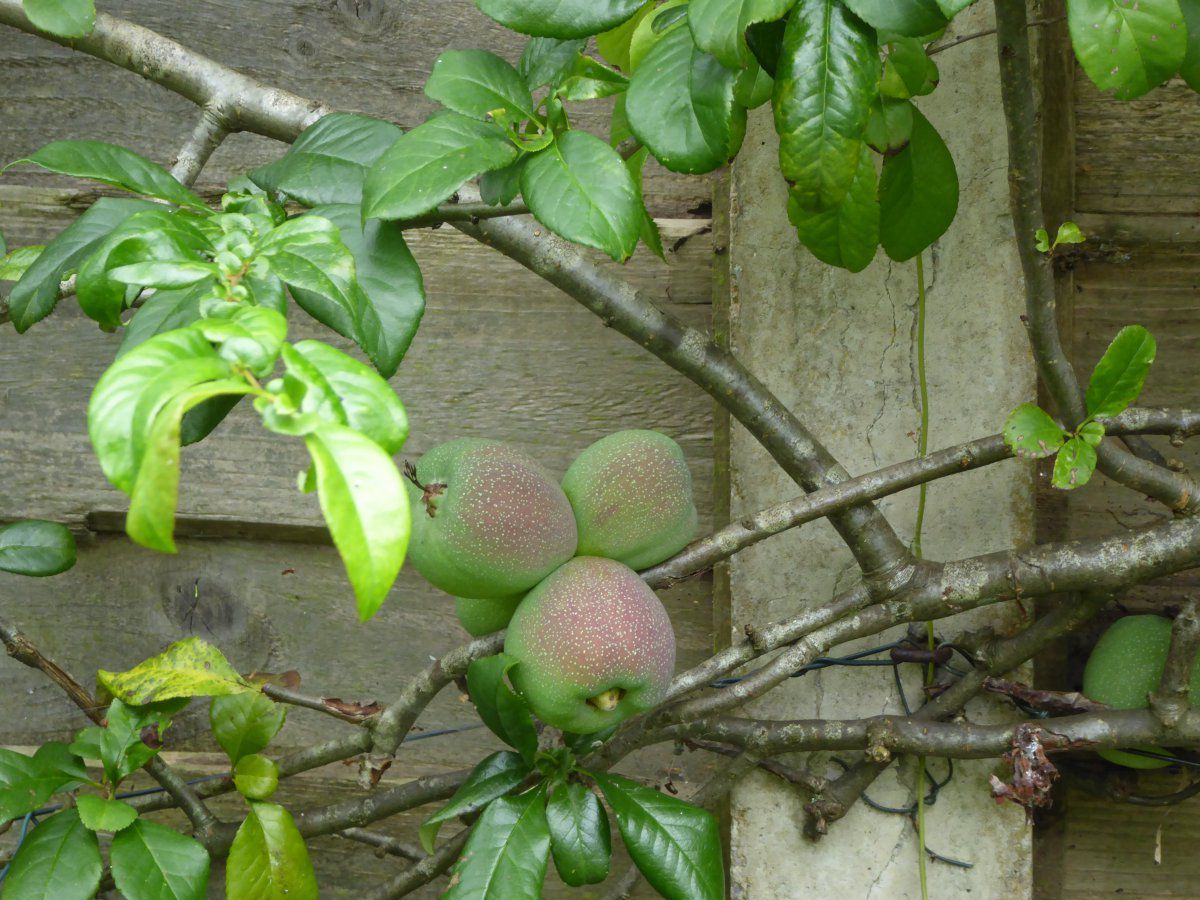 P1040442.JPG