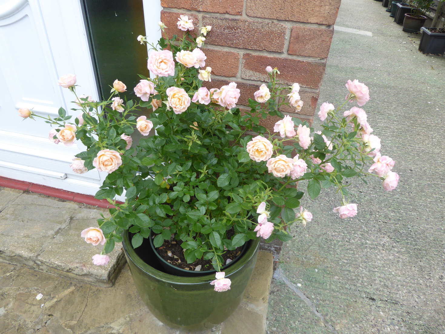 P1050952_30.jpg